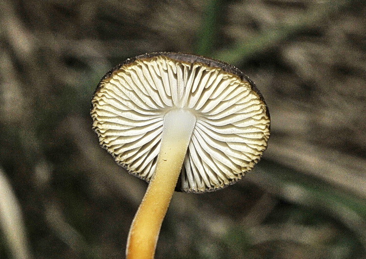 Quiz...foxiano di metà settimana!